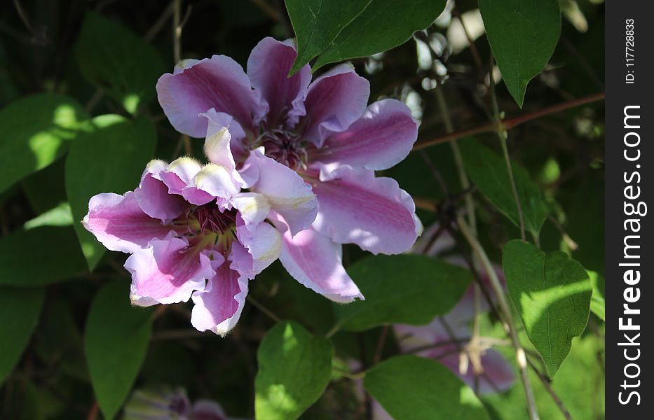 Flower, Plant, Flowering Plant, Rose Family