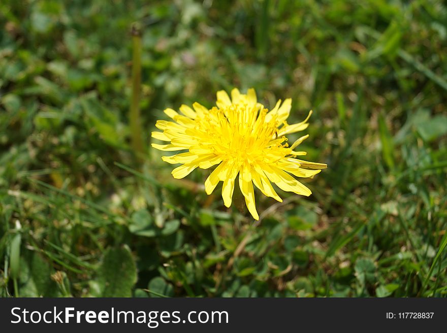 Flower, Sow Thistles, Dandelion, Flora