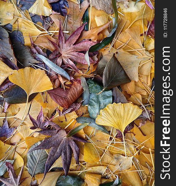 Leaf, Deciduous, Plant, Autumn