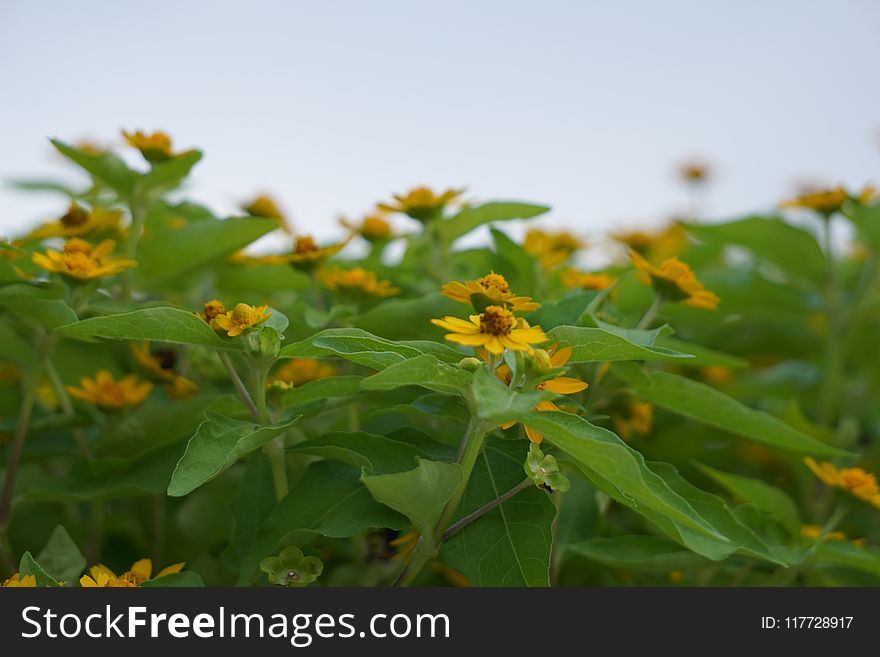 Flower, Plant, Flora, Hypericum