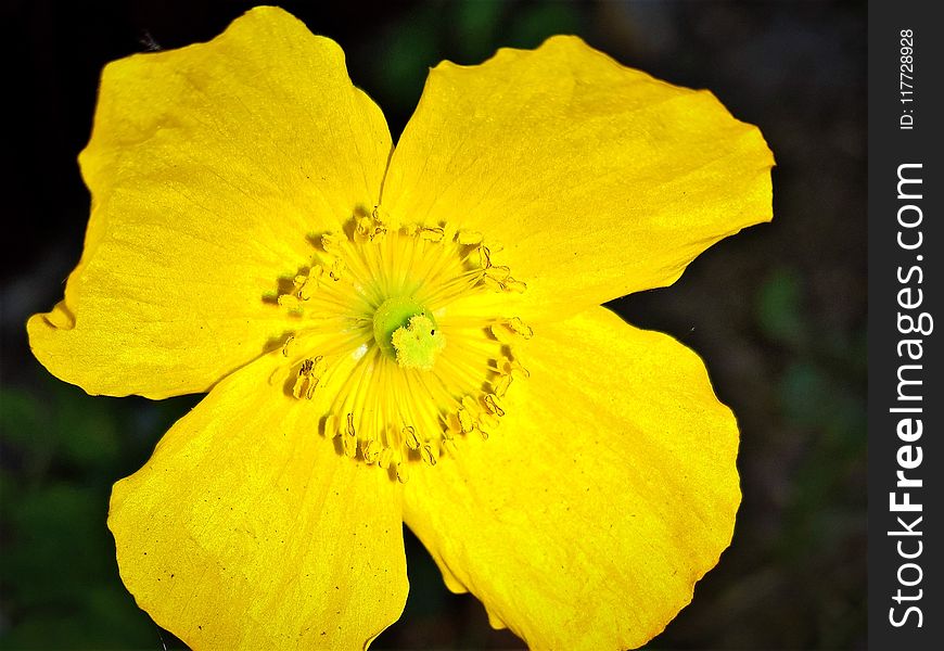 Flower, Yellow, Flora, Petal