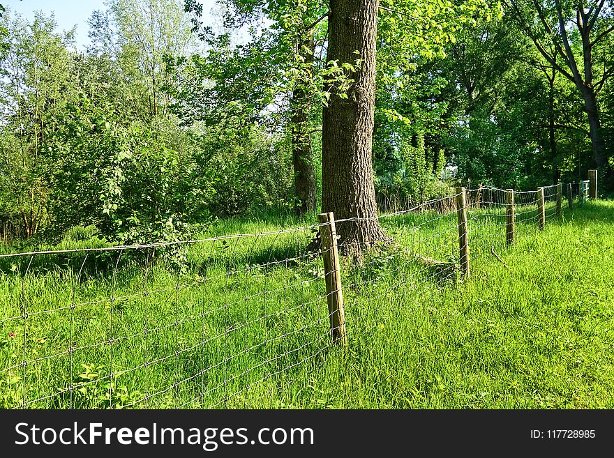 Nature, Vegetation, Tree, Ecosystem