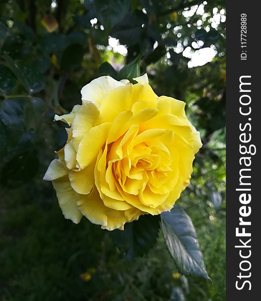 Rose, Flower, Rose Family, Yellow