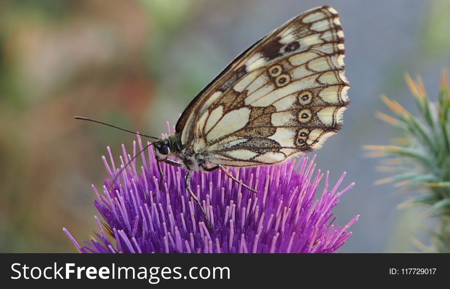 Butterfly, Moths And Butterflies, Insect, Brush Footed Butterfly