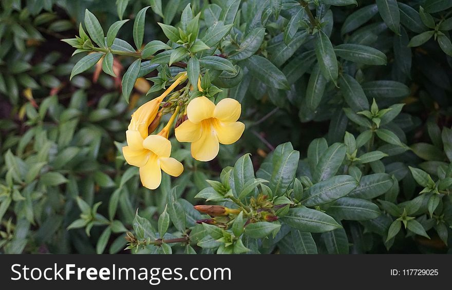 Plant, Flower, Flora, Vegetation