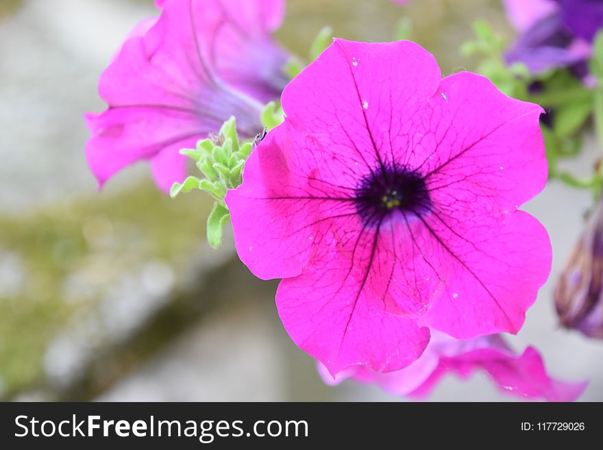 Flower, Pink, Flora, Plant