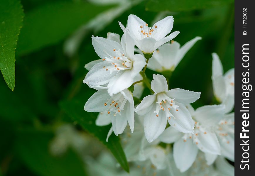 White, Flower, Flora, Plant