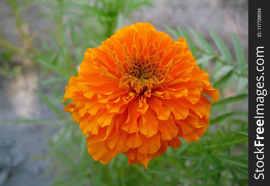 Flower, Flora, Wildflower, Calendula