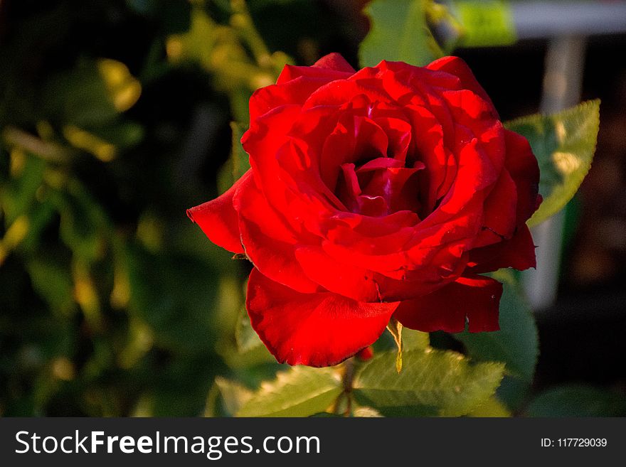 Rose, Rose Family, Flower, Garden Roses