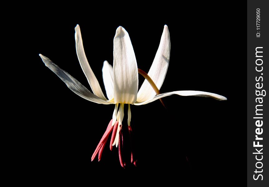 Flower, White, Plant, Flora