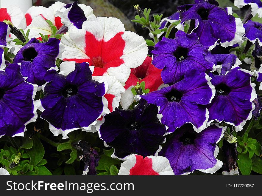 Flower, Plant, Purple, Violet
