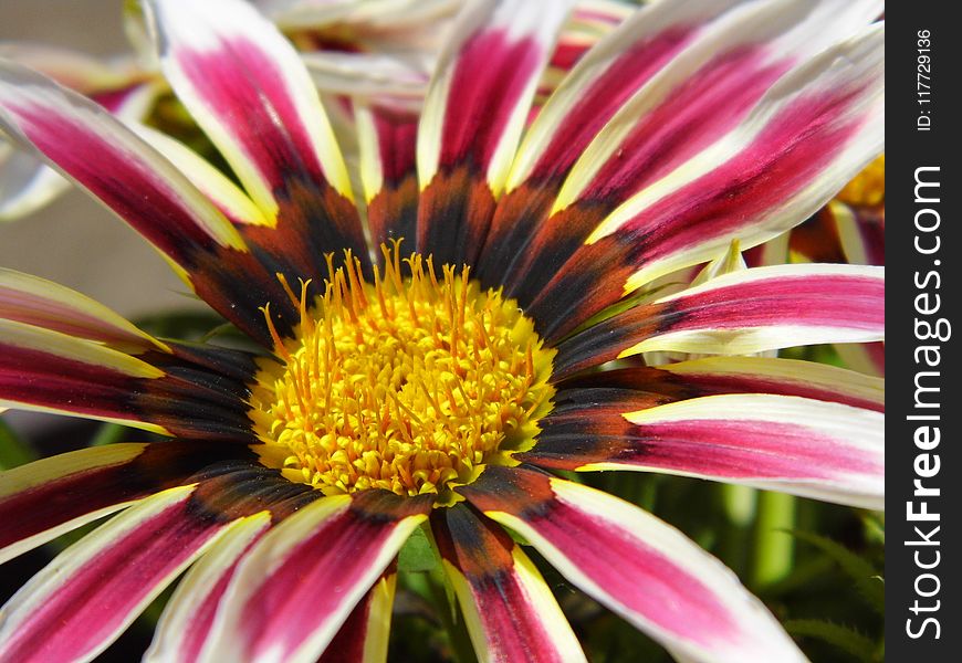 Flower, Plant, Flora, Close Up