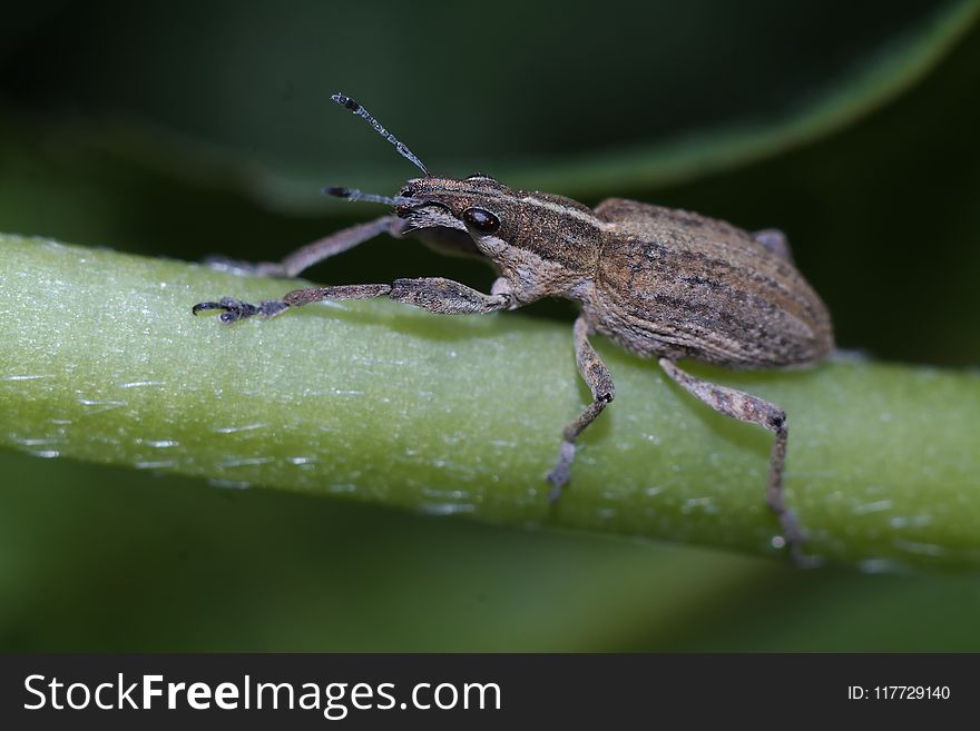 Insect, Macro Photography, Fauna, Weevil