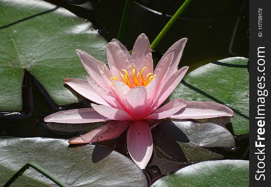 Flower, Plant, Flora, Pink