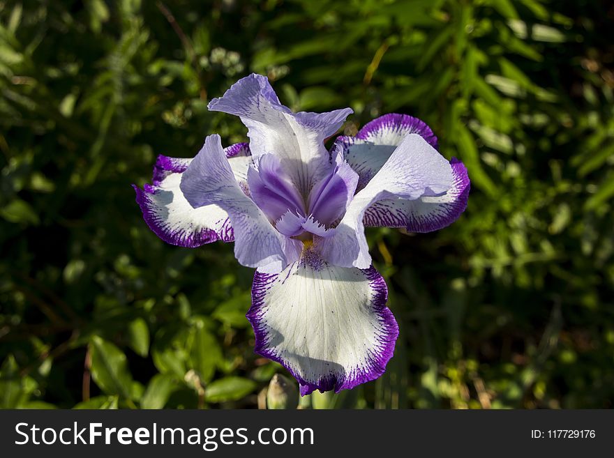 Flower, Plant, Flora, Flowering Plant