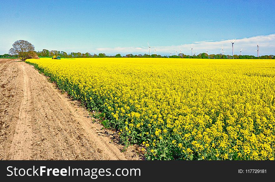 Yellow, Rapeseed, Field, Canola