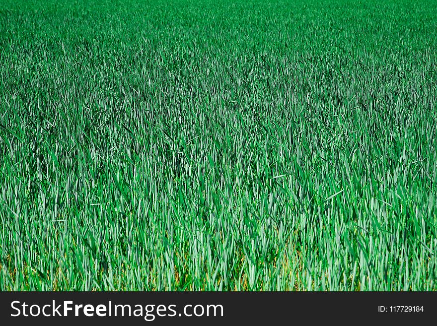 Grass, Field, Grassland, Crop
