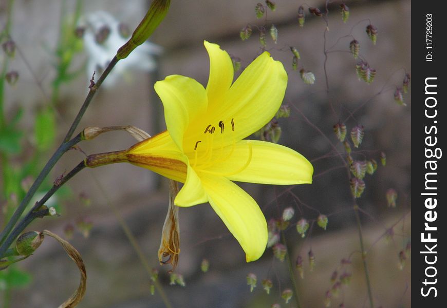 Flower, Flora, Yellow, Plant