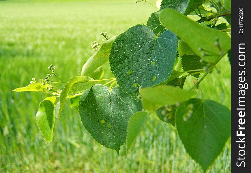 Leaf, Agriculture, Grass, Plant