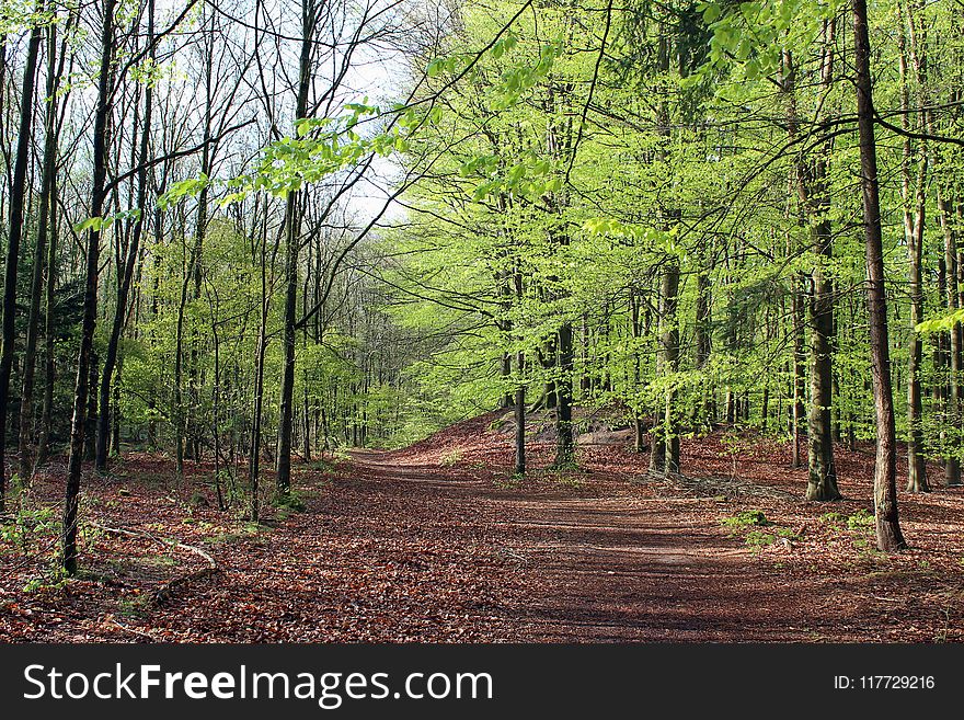 Woodland, Path, Ecosystem, Forest