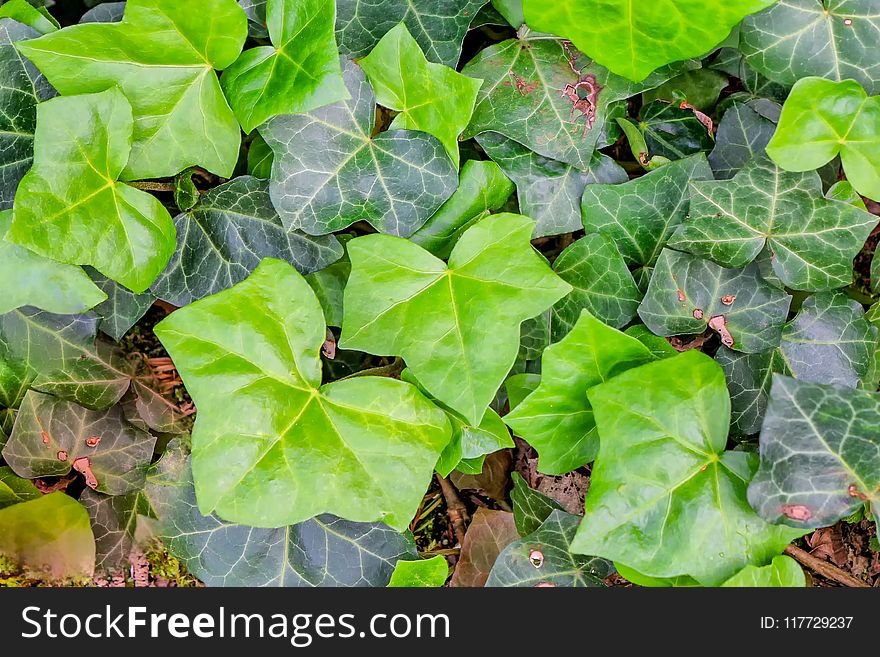 Plant, Leaf, Flora, Ivy