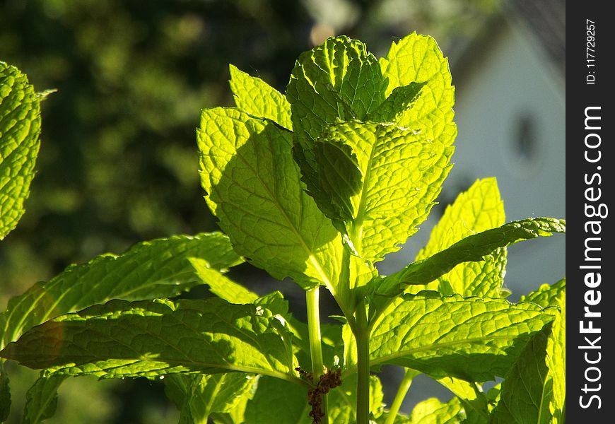 Plant, Leaf, Herb, Subshrub