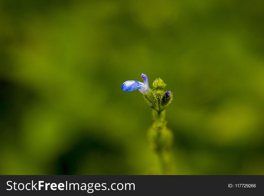 Close Up, Flora, Macro Photography, Flower