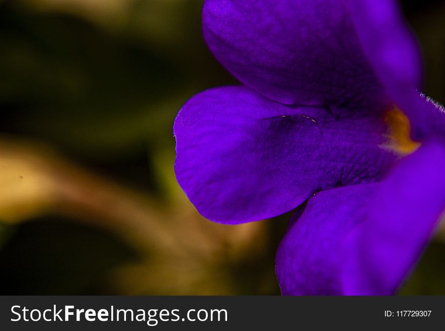 Flower, Violet, Flora, Purple