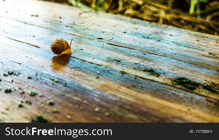 Snail, Snails And Slugs, Invertebrate, Leaf