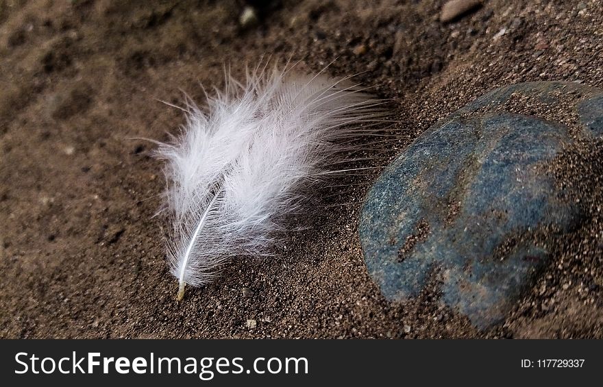 Fauna, Feather, Snout, Wildlife