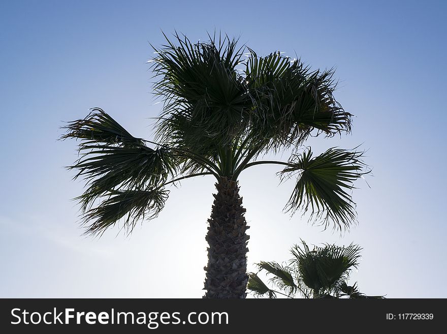 Tree, Sky, Borassus Flabellifer, Palm Tree