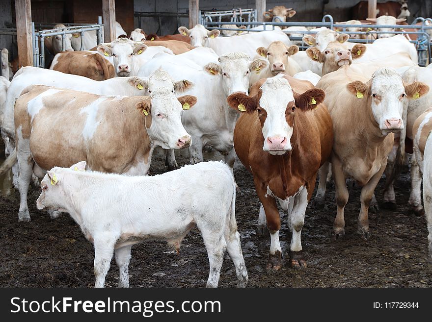 Cattle Like Mammal, Dairy, Cow Goat Family, Livestock