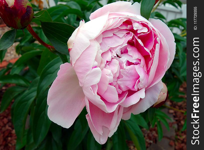 Flower, Plant, Flowering Plant, Pink