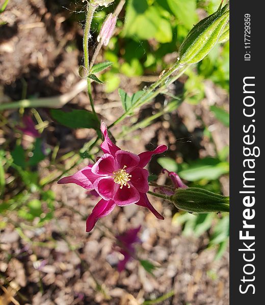 Plant, Flora, Flower, Flowering Plant