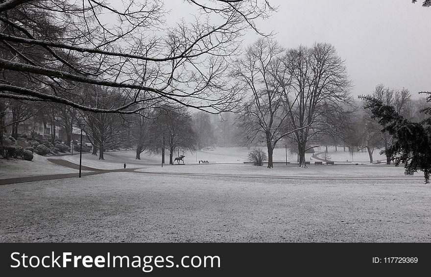 Winter, Snow, Tree, Black And White