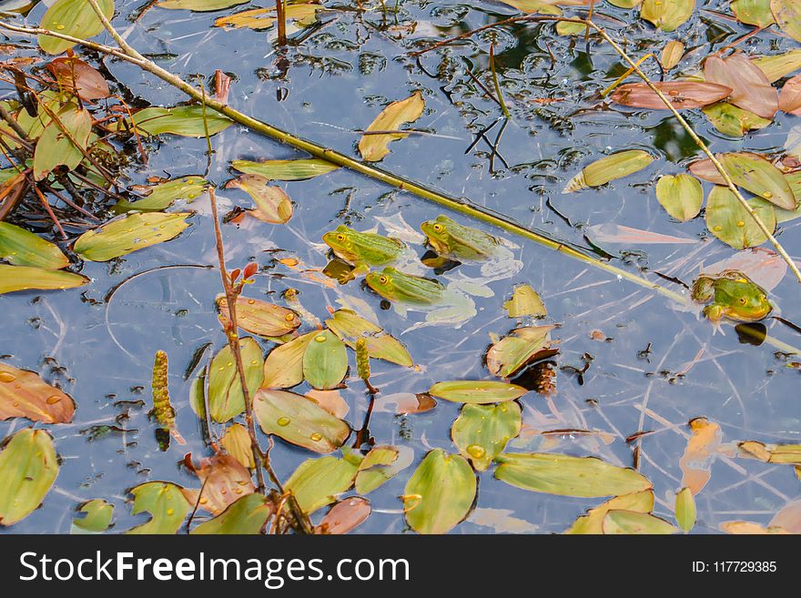 Leaf, Water, Yellow, Flora