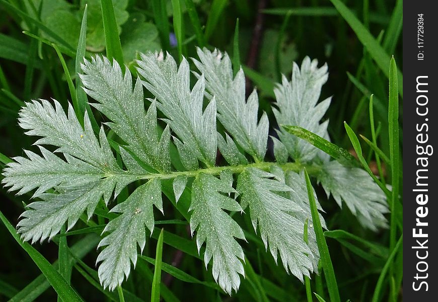 Plant, Leaf, Cicely, Grass