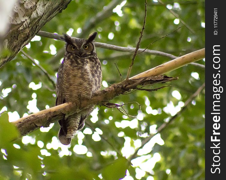 Bird, Owl, Beak, Fauna