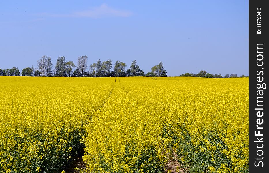 Rapeseed, Yellow, Canola, Field