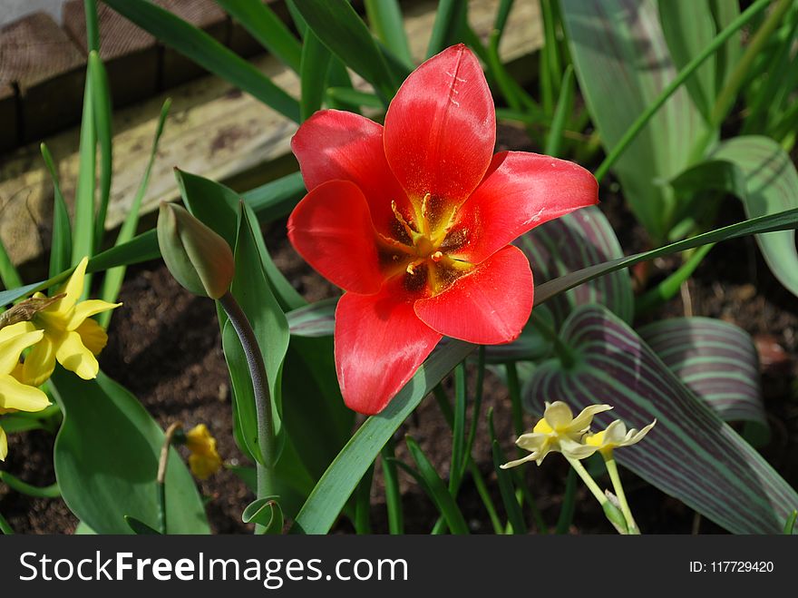 Flower, Plant, Flowering Plant, Flora