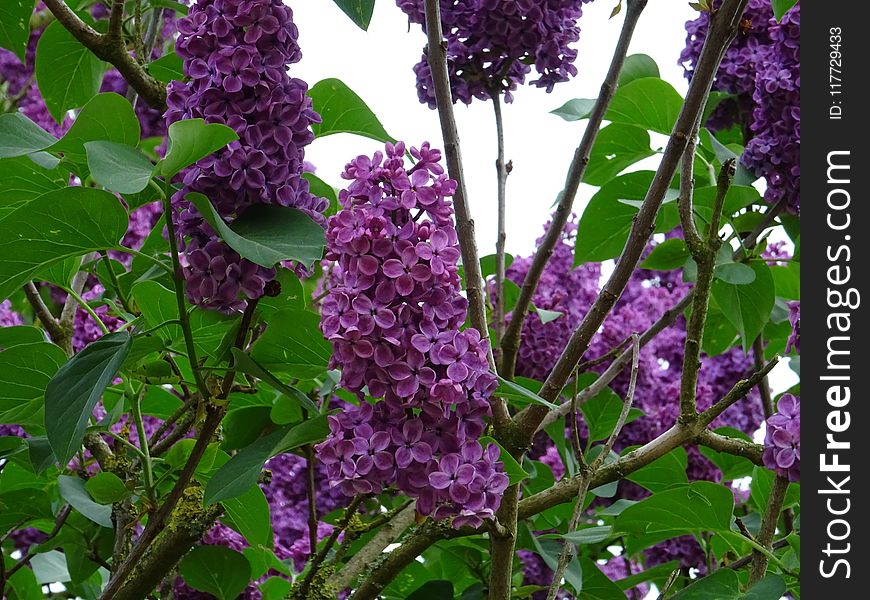 Flower, Plant, Purple, Lilac