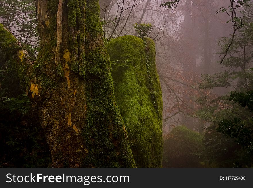 Nature, Vegetation, Nature Reserve, Forest