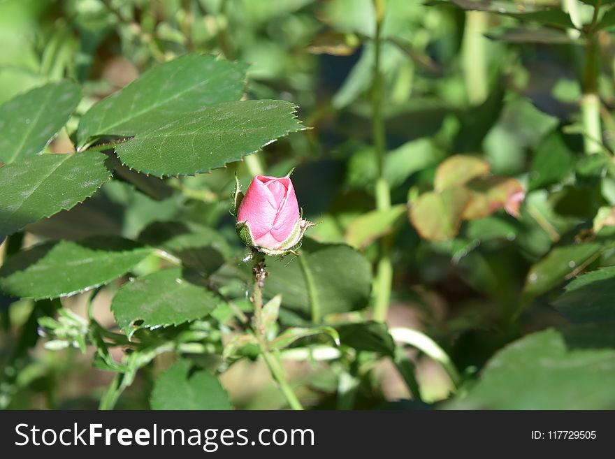 Plant, Flower, Flora, Flowering Plant