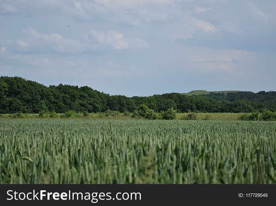 Field, Crop, Vegetation, Sky