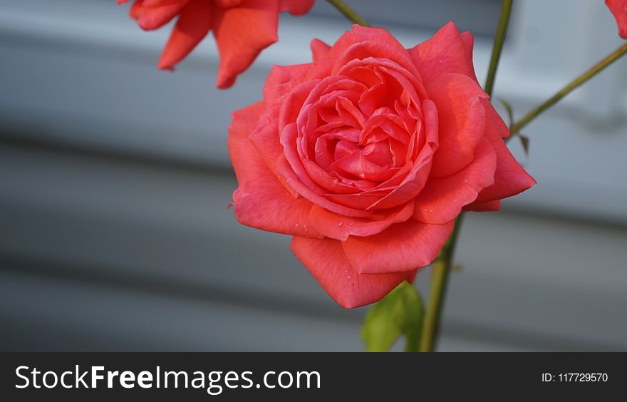 Rose, Flower, Rose Family, Red