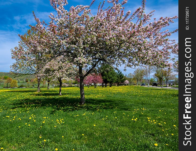 Tree, Blossom, Sky, Spring