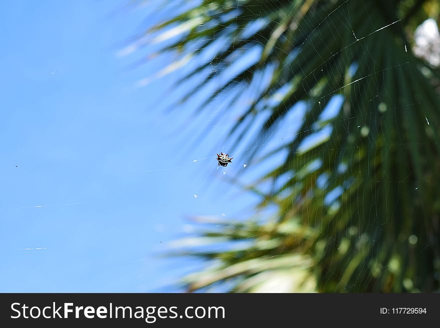 Sky, Tree, Pine Family, Branch