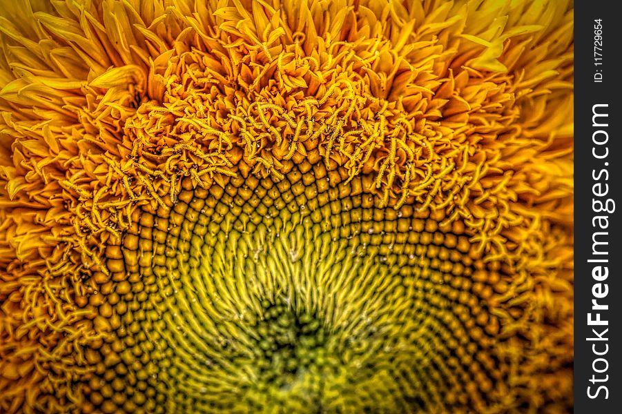 Sunflower, Flower, Yellow, Sunflower Seed