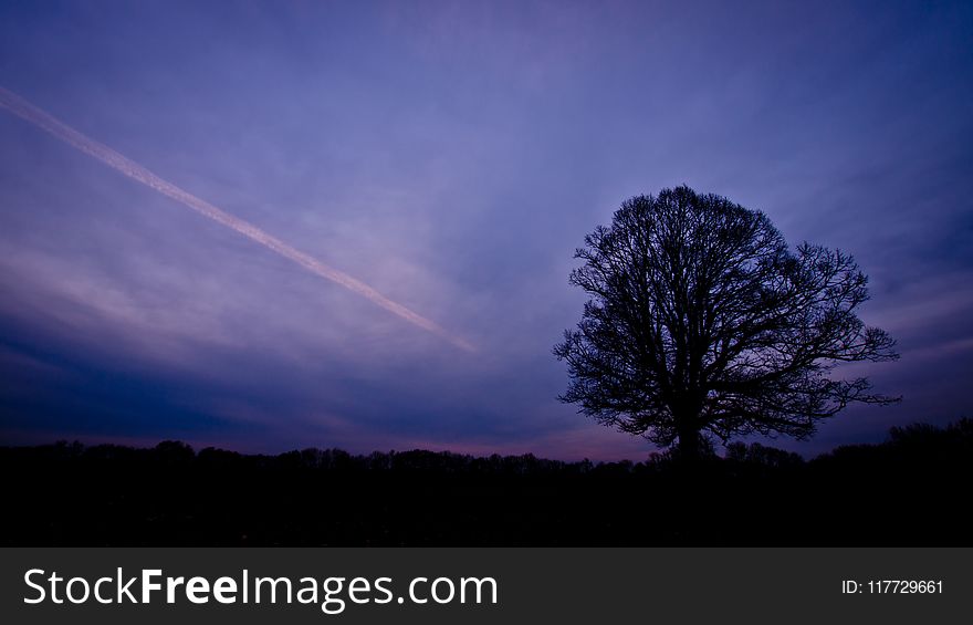 Sky, Tree, Atmosphere, Dawn