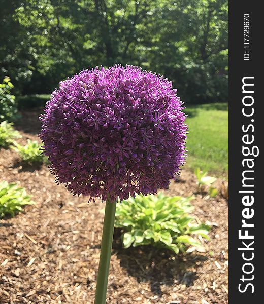 Plant, Purple, Flowering Plant, Onion Genus